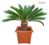 سیکاس رولوتا